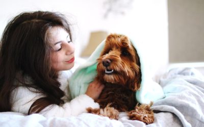 The Best Way to Wash Comforters with Pet Hair or Odors